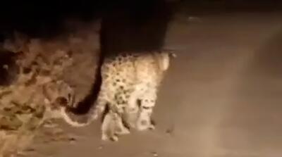 شبگردی پلنگ مازندران را می‌بینید