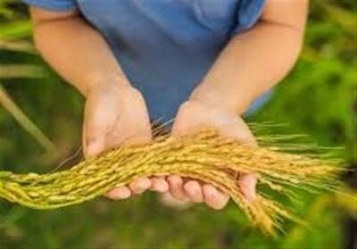 کسری تولید برنج در کشور/ ممنوعیت واردات در ایام برداشت برنج شمال - تسنیم