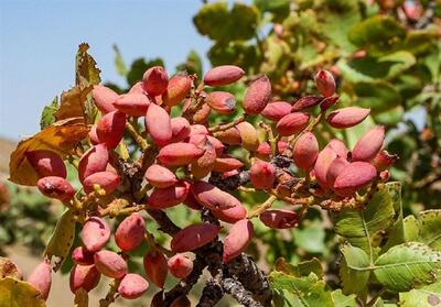 ورامین میزبان نخستین جشنواره ملی پسته می‌شود - تسنیم