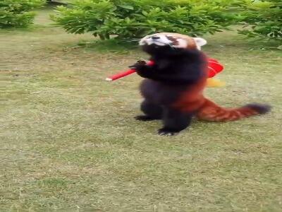 پاندای قرمز با عجله به سمت مهمانی می‌رود!