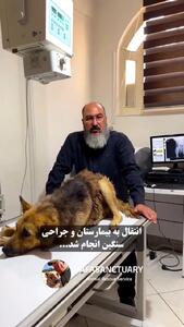ببینید؛ نجات یک سگ آسیب دیده در تصادف