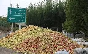 سیب آذربایجان‌غربی؛ محصول طلایی یا دغدغه تکراری باغداران؟