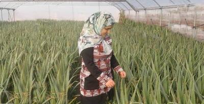 نقش بانوان کارآفرین در توسعه بخش کشاورزی استان اردبیل