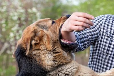 برای جلوگیری از شیوع هاری، باید ۷۰ درصد سگ‌ها واکسینه شوند
