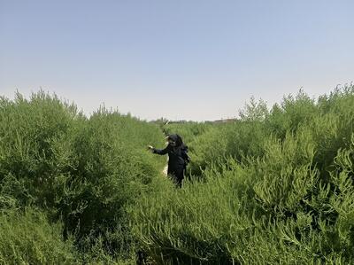 پایش تولید گیاهان مقاوم به شوری در بخش ایلخچی اسکو