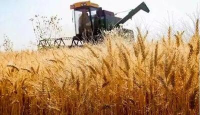 قیمت واقعی گندم اعلام شد