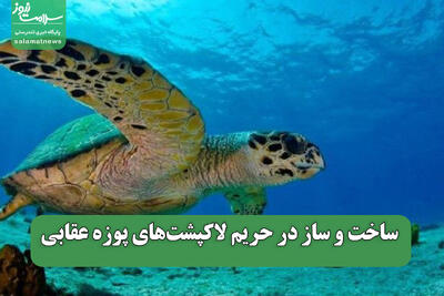 ساخت و ساز در حریم لاکپشت‌های پوزه عقابی