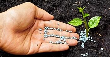 توزیع پنج هزار تن انواع کود کشاورزی در استان بوشهر