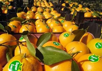 صادرات مرکبات مازندران در گمرک آستارا تسهیل می‌شود - تسنیم
