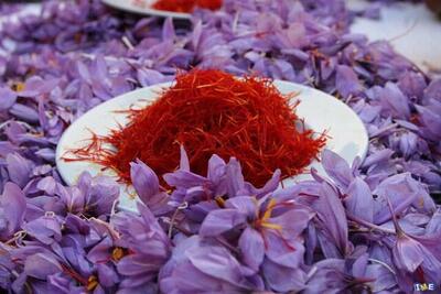 رشد چشمگیر کشت زعفران در مینودشت