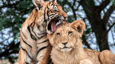 بدایع حیات وحش/ جنگ واقعی ببر سیبری با شیر در نبرد/ با یک ضربه شیر را در هم کوبید