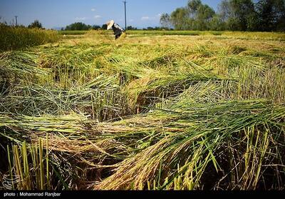 شیرینی خستگی در دل شالیزارهای مازندران / طلای سفید در آغوش شمالی‌ها - تسنیم