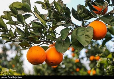 تکاپوی زودهنگام دلالان برای خرید مرکبات شمال/ کشاورزان را دریابید! - تسنیم