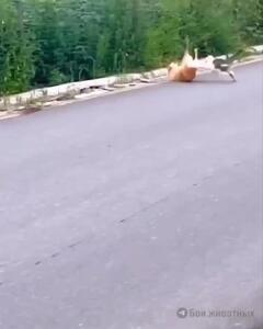فیلم حمله شجاعانه گربه به سگ