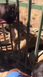 فیلم لحظه خطرناک برخورد شیر با انسان