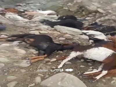 فیلم/ صاعقه جان ۱۷ رأس دام در یک روستای بشاگرد را گرفت