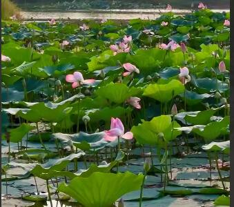 نیلوفرِ آبی در آبندانسر ساری