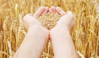 طلای سبز روی موج خبر/ شوک جدید برای گندمکاران ایران!