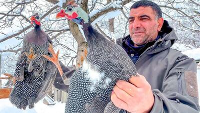غذای روستایی؛ کباب مرغ شاخدار در هوای برفی کوهستان (فیلم)