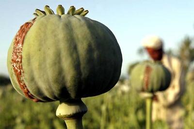 داروهای مشتق از تریاک ضرورت حیاتی برای اتاق عمل و بیماران صعب‌العلاج