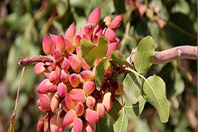 وجود ۵۵۴ هکتار باغ پسته در لرستان