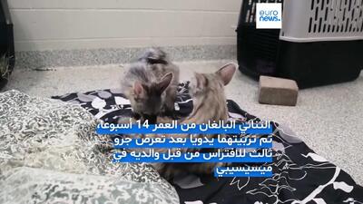 ببینید؛ گرگ‌های خاکی نادر، مهمانان تازه باغ‌وحش نشویل
