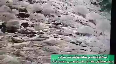 ثبت تصویر پلنگ ایرانی در منطقه سبزکوه