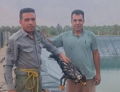 نجات پرنده شکاری در بخش بوشکان