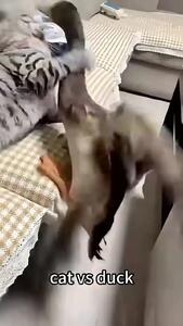 گربه ها با هیچ موجودی شوخی ندارند / از بامزگی تا خشونت + فیلم
