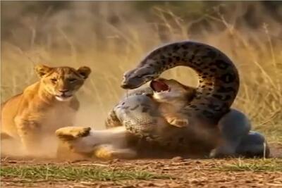 حیات وحش مصنوعی؛ تقلای خانوادگی شیرها برای رهایی توله هاشان از حلقه مرگ پیتون