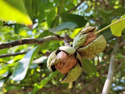 برداشت گردو از باغات چهارمحال و بختیاری آغاز شد