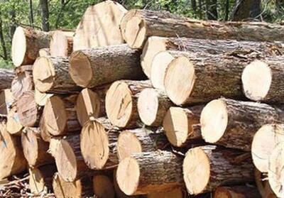 کشف 5 تن چوب قاچاق در آران و بیدگل/رفع تصرف 54 هکتار اراضی ملی - تسنیم