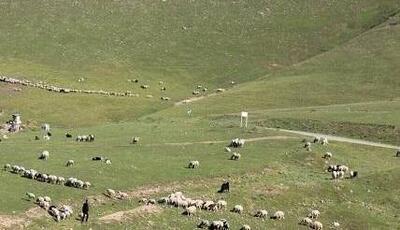 هشدار منابع طبیعی الیگودرز به دامداران بدون پروانه مرتعداری