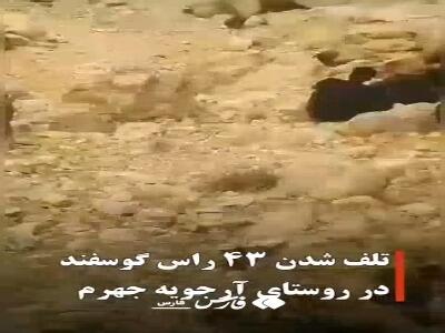 آب آلوده در جهرم ۴۳ رأس گوسفند را تلف کرد