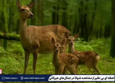  ثبت لحظه‌های بی‌نظیری از شوکاها در دل جنگل‌های هیرکانی لنگرود