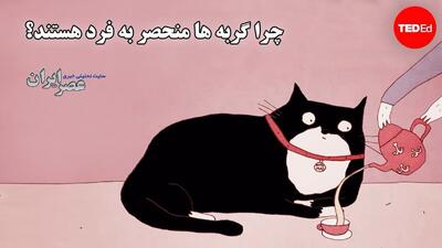 چرا گربه ها منحصر به فرد هستند؟ از سام غرق نشدنی تا احترام مصریان باستان (فیلم)