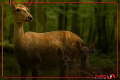 گشت‌زنی شوکای مادر و فرزندانش در جنگل‌های هیرکانی لنگرود