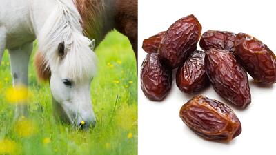خرما برای اسب ! یک میان وعده انرژی زا و مغذی