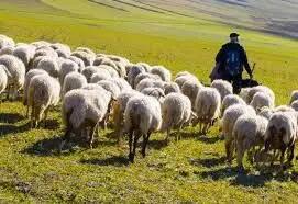 نجات دامدار ۳۵ساله در ارتفاعات الموت قزوین