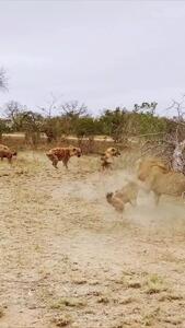 فیلم مبارزه دیدنی شیر با کفتارها