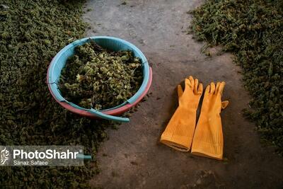 خسارت ۱۰ همتی قطع برق در ۵ ماه گذشته از سال‌جاری برای کشاورزان خراسان رضوی