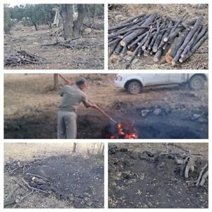 دستگیری متخلفان قطع درختان جنگلی در منطقه حفاظت شده هلن چهارمحال و بختیاری