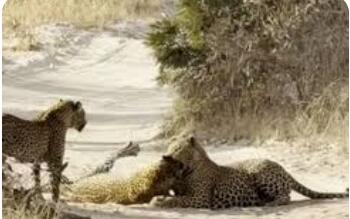 نبرد مرگبار پلنگ‌ها برای دفاع از قلمرو و توله‌ها