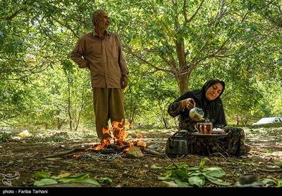  عکس/ سفر به دل باغات گردوی کهگیلویه و بویراحمد