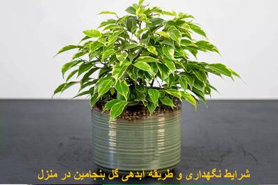 شرایط نگهداری و طریقه آبدهی گل بنجامین در منزل