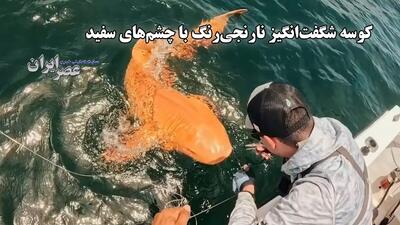 کوسه شگفت انگیز  نارنجی رنگ با چشم های سفید (فیلم)