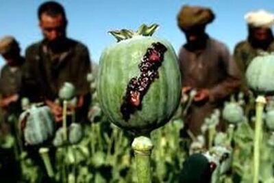 کشت «خشخاش» در کشور آزاد شد؟