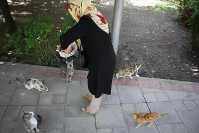برای غذا حیوانات از خارج پول می گیرند/ فیلم