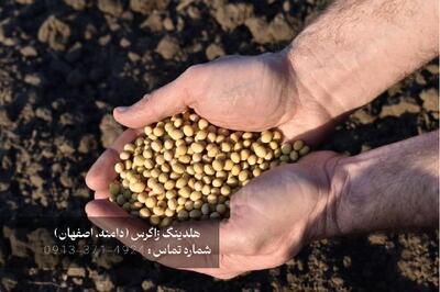  خرید بذر مینی تیوبر سیب زمینی دامنه |  انصاف نیوز