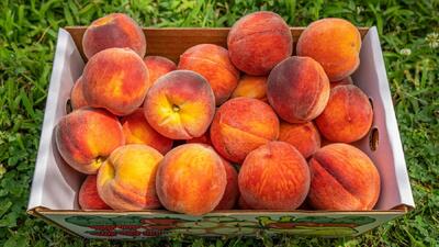 جشنواره‌ای با طعم شیرین توسعه؛ پالیز میزبان دومین رویداد ملی باغی